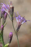 Shortleaf blazing star